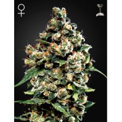 Nasiona marihuany Jack Herer od Green House Seeds w seedfarm,pl
