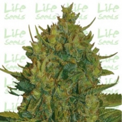 Nasiona marihuany Auto Big Bud od Life Seeds w seedfarm.pl