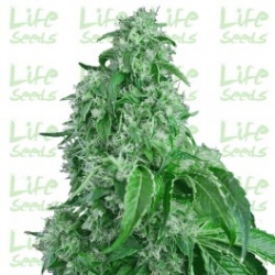 Nasiona marihuany Auto Big Devil od Life Seeds w seedfarm.pl