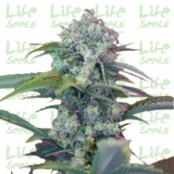 Nasiona marihuany Auto Caramel od Life Seeds w seedfarm.pl