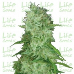 Nasiona marihuany Auto Cheese od Life Seeds w seedfarm.pl