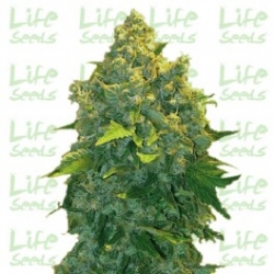 Nasiona marihuany Auto Chronic od Life Seeds w seedfarm.pl