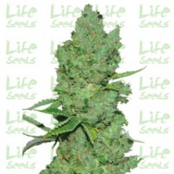 Nasiona marihuany Auto Criticalc od Life Seeds w seedfarm.pl