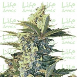 Nasiona marihuany Auto Easy Ryder od Life Seeds w seedfarm.pl