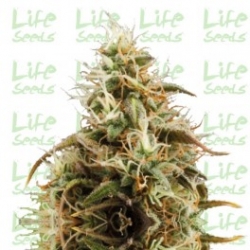 Nasiona marihuany Auto Jack Herer od Life Seeds w seedfarm.pl