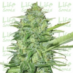 Nasiona marihuany Auto Lemon Skunk od Life Seeds w seedfarm.pl
