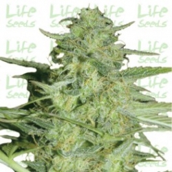 Nasiona marihuany Auto Lowryder2 od Life Seeds w seedfarm.pl