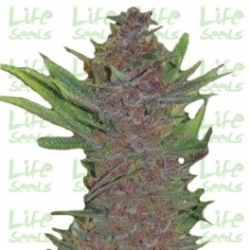 Nasiona marihuany Auto Purple Kush od Life Seeds w seedfarm.pl