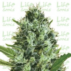 Nasiona marihuany Auto Somango od Life Seeds w seedfarm.pl