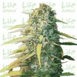 Nasiona marihuany Auto White Widow od Life Seeds w seedfarm.pl