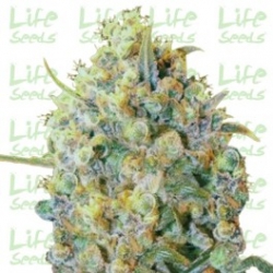 Nasiona marihuany Big Bud od Life Seeds  w seedfarm.pl