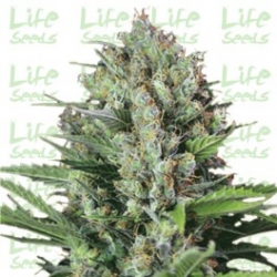 Nasiona marihuany Caramel od Life Seeds  w seedfarm.pl