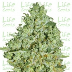 Nasiona marihuany Critical od Life Seeds  w seedfarm.pl