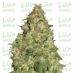 Nasiona marihuany Durban Poison od Life Seeds  w seedfarm.pl