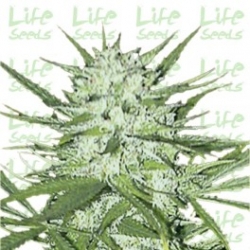 Nasiona marihuany Early Skunk od Life Seeds  w seedfarm.pl