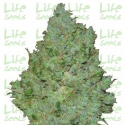 Nasiona marihuany Jack Herer od Life Seeds  w seedfarm.pl