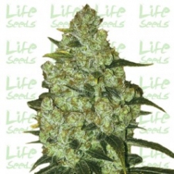 Nasiona marihuany LSD od Life Seeds  w seedfarm.pl