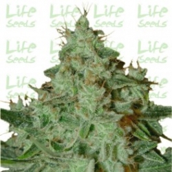 Nasiona marihuany Lemon Skunk od Life Seeds  w seedfarm.pl