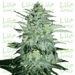 Nasiona marihuany Mazar od Life Seeds  w seedfarm.pl
