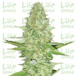 Nasiona marihuany Power Plant od Life Seeds w seedfarm.pl