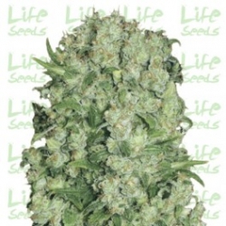 Nasiona marihuany White Russian od Life Seeds w seedfarm.pl