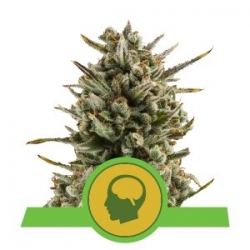 Nasiona marihuany Amnesia Haze Auto od Royal Queen Seeds w seedfarm.pl