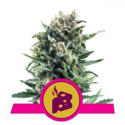 Nasiona marihuany Blue Cheese od Royal Queen Seeds w seedfarm.pl