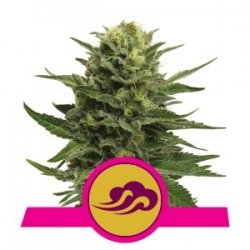 Nasiona marihuany Blue Mystic od Royal Queen Seeds w seedfarm.pl