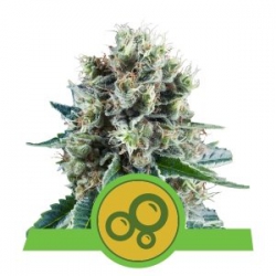 Nasiona marihuany Bubble Kush Auto od Royal Queen Seeds w seedfarm.pl