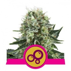 Nasiona marihuany Bubble Kush od Royal Queen Seeds w seedfarm.pl