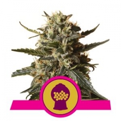 Nasiona marihuany Bubblegum XL od Royal Queen Seeds w seedfarm.pl