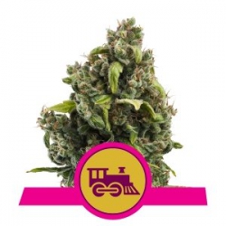 Nasiona marihuany Candy Kush Express od Royal Queen Seeds w seedfarm.pl