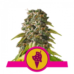 Nasiona marihuany Cookies Gelato od Royal Queen Seeds w seedfarm.pl