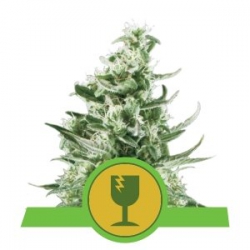 Nasiona marihuany Royal Critical Auto od Royal Queen Seeds w seedfarm.pl