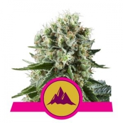 Nasiona marihuany Critical Kush od Royal Queen Seeds w seedfarm.pl