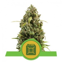 Nasiona marihuany Diesel Auto od Royal Queen Seeds w seedfarm.pl