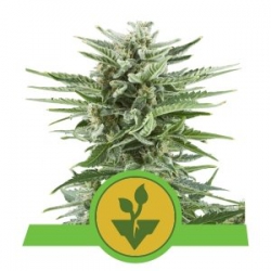Nasiona marihuany Easy Bud Auto od Royal Queen Seeds w seedfarm.pl