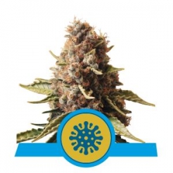 Nasiona marihuany Euphoria od Royal Queen Seeds w seedfarm.pl