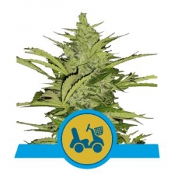Nasiona marihuany Fast Eddy Auto od Royal Queen Seeds w seedfarm.pl