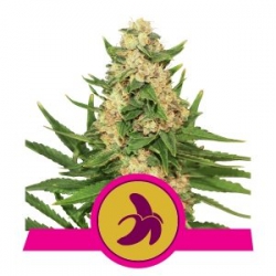 Nasiona marihuany Fat Banana od Royal Queen Seeds w seedfarm.pl