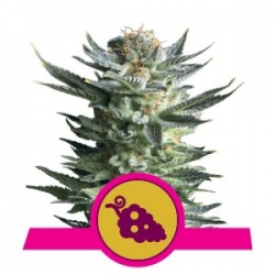 Nasiona marihuany Fruit Spirit od Royal Queen Seeds w seedfarm.pl