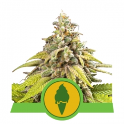 Nasiona marihuany Green Gelato Auto od Royal Queen Seeds w seedfarm.pl