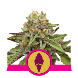 Nasiona marihuany Green Gelato od Royal Queen Seeds w seedfarm.pl