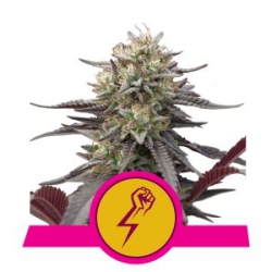 Nasiona marihuany Green Crack Punch od Royal Queen Seeds w seedfarm.pl
