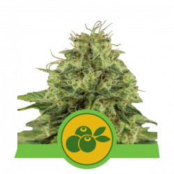 Nasiona marihuany Haze Berry Auto od Royal Queen Seeds w seedfarm.pl