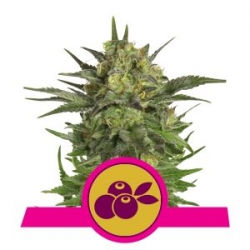 Nasiona marihuany Haze Berry od Royal Queen Seeds w seedfarm.pl