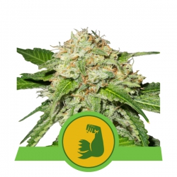 Nasiona marihuany Hulk Berry Auto od Royal Queen Seeds w seedfarm.pl
