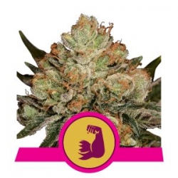 Nasiona marihuany Hulk Berry od Royal Queen Seeds w seedfarm.pl