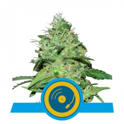 Nasiona marihuany Joannes CBD od Royal Queen Seeds w seedfarm.pl