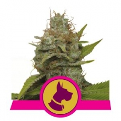 Nasiona marihuany Kali Dog od Royal Queen Seeds w seedfarm.pl